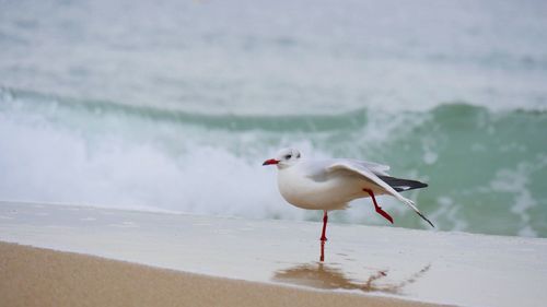 Seagull perching on beach