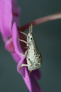 Close-up of insect on pink flower