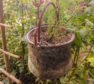 High angle view of potted plant