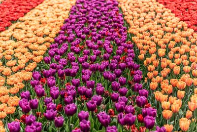 Full frame shot of multi colored tulips