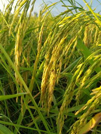 Close-up of stalks in field