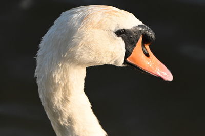 Close-up of swan