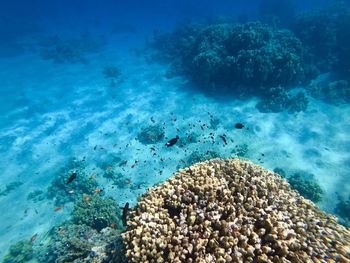 View of coral underwater