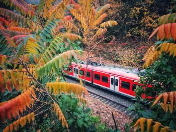 Train by trees during autumn