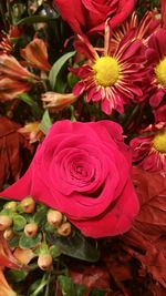 Close-up of roses blooming outdoors
