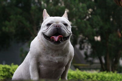 Close-up portrait of french bulldog sticking out tongue against trees