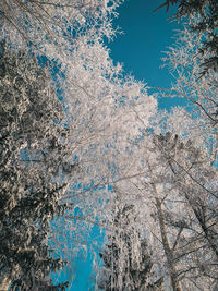 Low angle view of frozen trees against blue sky
