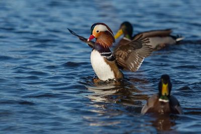 Ducks swimming in lake