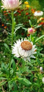 Close-up of white flower on plant