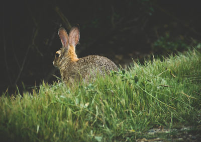 Close-up of rabbit on grassy field