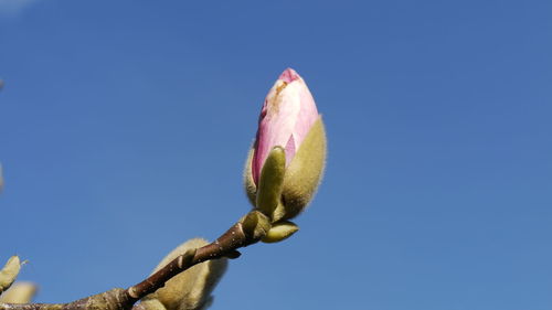 Low angle view of tree against clear blue sky