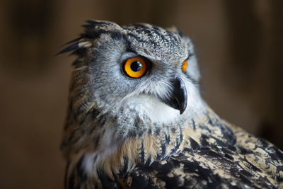 Beautiful owl with big orange colorful eyes