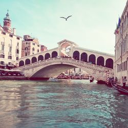 Birds flying over canal