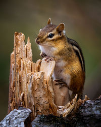 Close-up of squirrel on wooden log