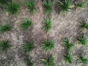 High angle view of succulent plants on field