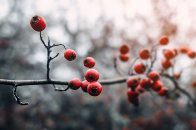 Branch of red hawthorn without leaves on blurred gray background. landscape late autumn in forest