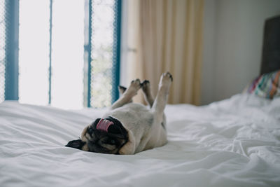 Dog sleeping on bed at home