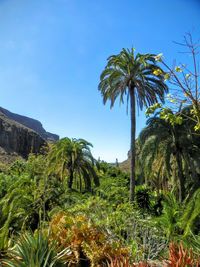 Low angle view of palm trees