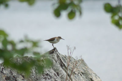 Close-up of bird perching on branch