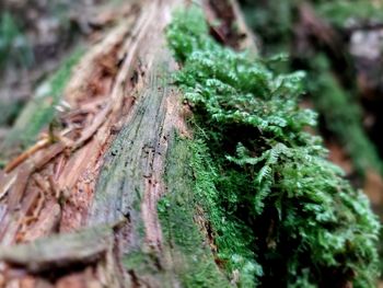 Close-up of moss growing on tree trunk