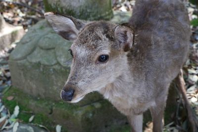 Close-up of deer standing on field