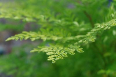 Close-up of green leaves on tree