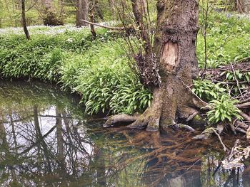 Tree trunk by lake in forest