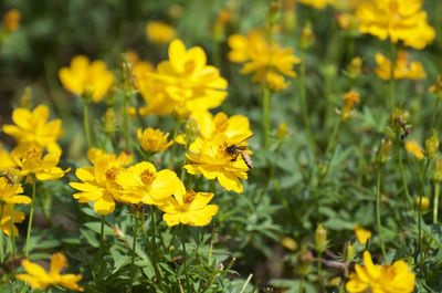 Close-up of bee pollinating on yellow flower