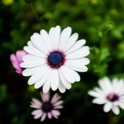 Close-up of osteospermum blooming outdoors