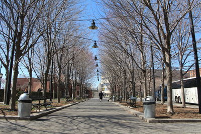 Walkway along bare trees