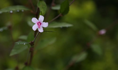 Close-up of white flowering plant