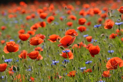 Close-up of poppies on field