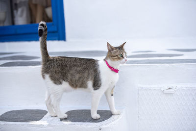 Cat looking away mykonos greece