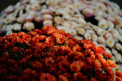 Close-up of orange flowering plants