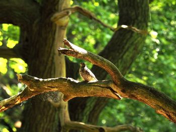 Close-up of lizard on tree trunk