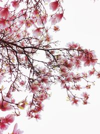 Low angle view of pink flower tree against sky