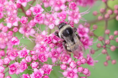 Close-up of bee pollinating on pink flower