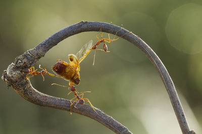 Red ant eating bee on branch