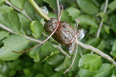 Close-up of shell on plant