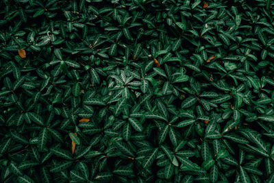 Full frame shot of fresh green plants