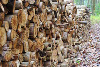 Close-up of logs in forest