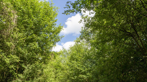 Low angle view of trees against sky