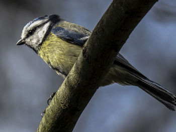 Low angle view of bird perching on branch against sky