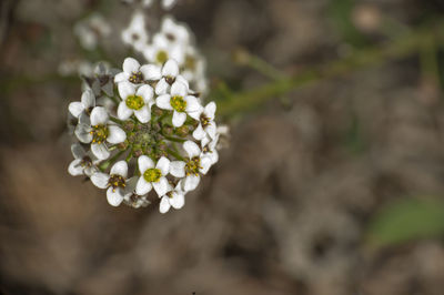 Close-up of white cherry blossom