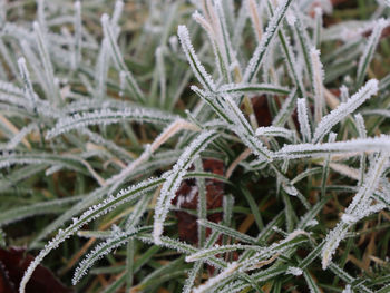 Close-up of frozen plants during winter