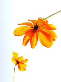 Close-up of yellow flower against white background