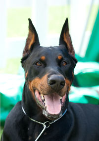 Portrait of doberman in the garden.