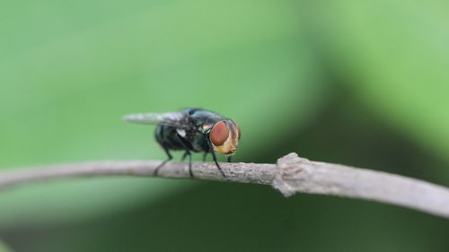 Close-up of insect on plant