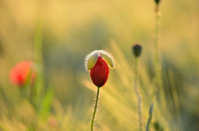 Close-up of plant growing on field