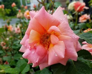 Close-up of wet pink rose flower